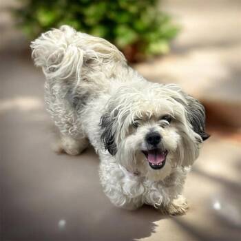 Shih Tzu Dogs Available for Adoption - Steve | PetCurious