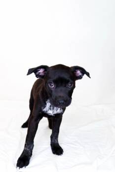 Catahoula Leopard Dog Dogs Available for Adoption in Bixby, Oklahoma - Fezco | PetCurious