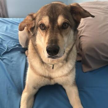 Milo -  Shepherd and Husky Dog for Adoption in Columbia, South Carolina - Milo | PetCurious