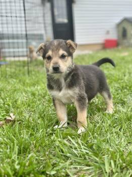 German Shepherd Dog and Siberian Husky Dogs Available for Adoption in Mattoon, Illinois - Easter Candy Litter- CB (Chocolate Bunny) | PetCurious