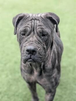 Mixed Breed Dogs Available for Adoption - TIARA | PetCurious