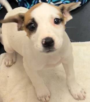 Sally -  Beagle Dog for Adoption in Elizabethton, Tennessee - Sally | PetCurious