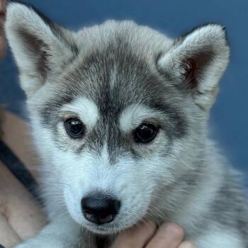 Husky Dogs Available for Adoption - Snow | PetCurious