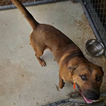 Baxter -  Shepherd Dog for Adoption in Birmingham, Alabama - Baxter | PetCurious