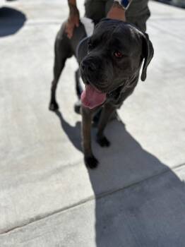 Hawk -  Cane Corso Dog for Adoption in Victorville, California - Hawk | PetCurious
