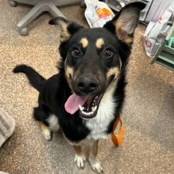 Rescue Australian Shepherd and Labrador Retriever Dogs for Adoption in Lyndhurst, Virginia - Rune | PetCurious