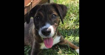 Piper -  Mixed Breed Dog for Adoption in Papillion, Nebraska - Piper | PetCurious