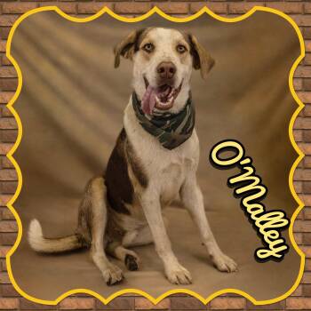 Hound Dogs Available for Adoption in Seagoville, Texas - O