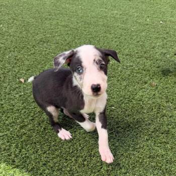 Patch 9709 -  Mixed Breed Dog for Adoption in Loxahatchee Groves, Florida - Patch 9709 | PetCurious