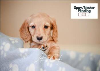 Dachshund and Mixed Breed Dogs Available for Adoption - Brioche | PetCurious