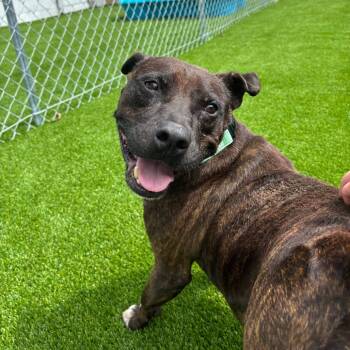 Rescue Mixed Breed Dogs for Adoption in Savannah, Georgia - Commodore | PetCurious
