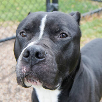 Rescue Pit Bull Terrier Dogs for Adoption in Des Moines, Iowa - Goliath | PetCurious