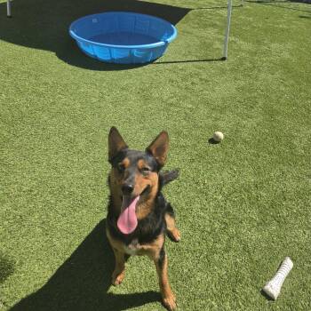 Henry -  German Shepherd Dog Dog for Adoption in Oklahoma City, Oklahoma - Henry | PetCurious