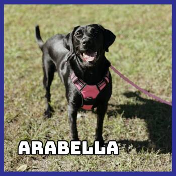AraBella -  Black Labrador Retriever Dog for Adoption in Glenwood, Minnesota - AraBella | PetCurious