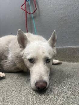 RICK -  German Shepherd Dog Dog for Adoption in Las Vegas, Nevada - RICK | PetCurious