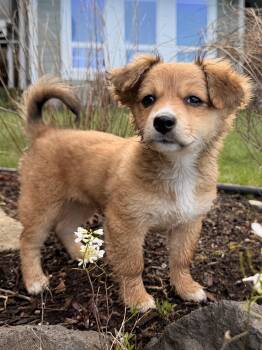 Chiweenie Dogs Available for Adoption - Caramel  | PetCurious