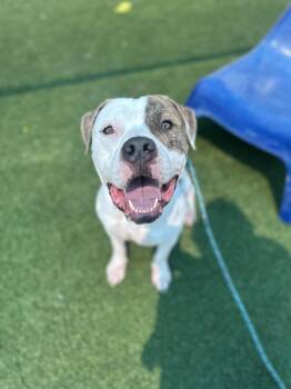 Pit Bull Terrier Dogs Available for Adoption in Eagle, Idaho - Cliff *Courtesy Post. Out Of Town Pet. See Below For Details* | PetCurious