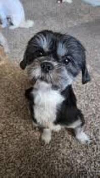 Shih Tzu Dogs Available for Adoption - Ivy (1 Of The 19 Shih Tzu Rescued) | PetCurious
