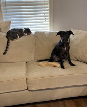 PENELOPE GARCIA -  Hound and Labrador Retriever Dog for Adoption in Southaven, Mississippi - PENELOPE GARCIA | PetCurious