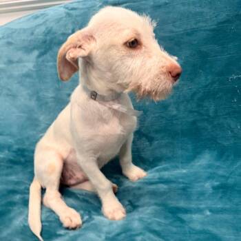 Claire -  Terrier Dog for Adoption in Houston, Texas - Claire | PetCurious