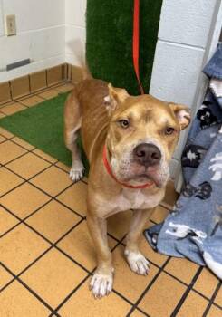 Boss -  Terrier and Mixed Breed Dog for Adoption in Gainesville, Florida - Boss | PetCurious