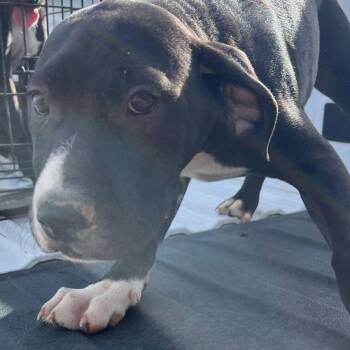 Spot -  Cane Corso and Shar Pei Dog for Adoption in Kingman, Arizona - Spot | PetCurious