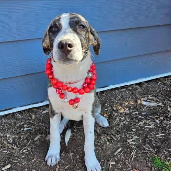 Gretel -  Mixed Breed Dog for Adoption in Madisonville, Tennessee - Gretel | PetCurious