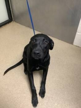 Rescue Retriever and Mixed Breed Dogs for Adoption in Fort Worth, Texas - Raven | PetCurious