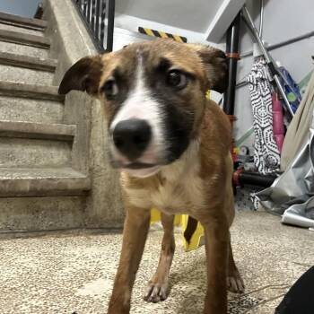 AHNJ-Stray-120715 -  Terrier Dog for Adoption in Newark, New Jersey - AHNJ-Stray-120715 | PetCurious