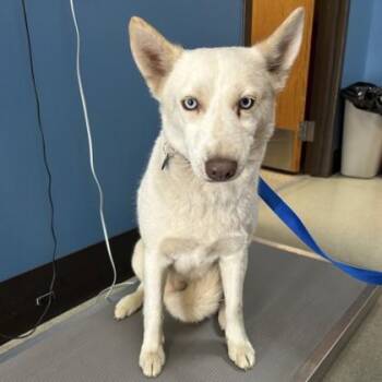 Siberian Husky and Mixed Breed Dogs Available for Adoption in Merriam, Kansas - Ayla | PetCurious