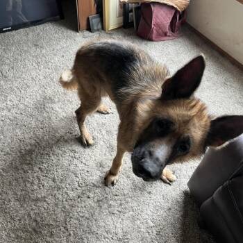 Cody -  Shepherd Dog for Adoption in Corvallis, Oregon - Cody | PetCurious