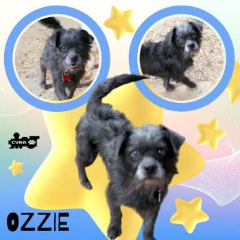Rescue Terrier Dogs for Adoption in Lindsay, California - Ozzie | PetCurious