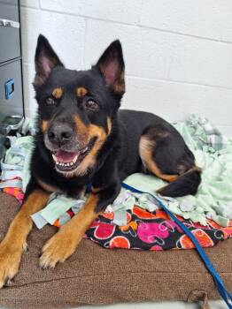 Zuri -  German Shepherd Dog and Rottweiler Dog for Adoption in Noble, Oklahoma - Zuri | PetCurious