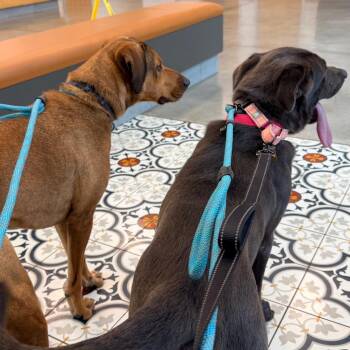 Tate -  Labrador Retriever and Weimaraner Dog for Adoption - Tate | PetCurious