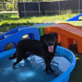 Barry -  Black Labrador Retriever and Mixed Breed Dog for Adoption in Port Richey, Florida - Barry | PetCurious