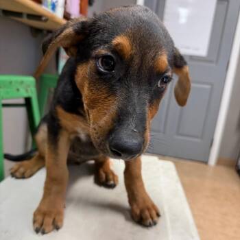 Oak -  Mixed Breed Dog for Adoption in Tacoma, Washington - Oak | PetCurious