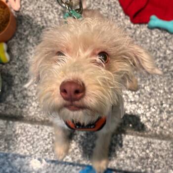 Nutmeg -  Mixed Breed Dog for Adoption in Wantagh, New York - Nutmeg | PetCurious