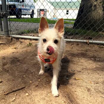 Cosmo -  Jack Russell Terrier and Chihuahua Dog for Adoption in Brookhaven, New York - Cosmo | PetCurious