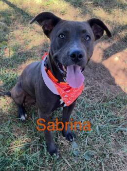 Sabrina -  Mixed Breed Dog for Adoption in Harrodsburg, Kentucky - Sabrina | PetCurious