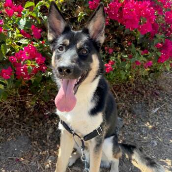 Wiley -  German Shepherd Dog and Husky Dog for Adoption in Las Vegas, Nevada - Wiley | PetCurious