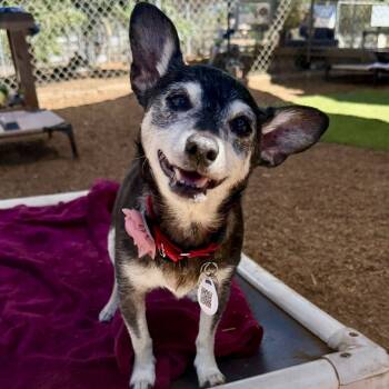 Rescue Chihuahua Dogs for Adoption in Ramona, California - Coco Chianti | PetCurious