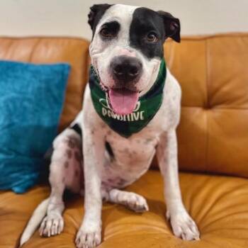 Panda the perfect doggy pal -  Pit Bull Terrier and Labrador Retriever Dog for Adoption in Friendswood, Texas - Panda The Perfect Doggy Pal | PetCurious