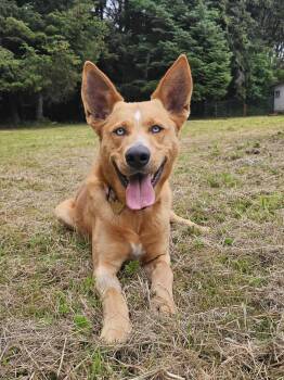 Rescue Shepherd and Husky Dogs for Adoption in Crescent City, California - Vinnie | PetCurious