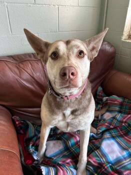 Rescue Siberian Husky Dogs for Adoption in Kansas City, Missouri - Katmai | PetCurious