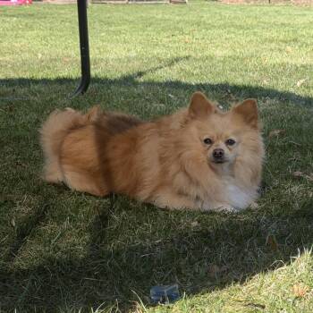 Pomeranian Dogs Available for Adoption in Brockton, Massachusetts - Muffin | PetCurious