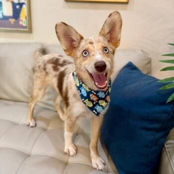 Porter Brewery Mini Aussie Cutie -  Australian Shepherd and Corgi Dog for Adoption in Friendswood, Texas - Porter Brewery Mini Aussie Cutie | PetCurious