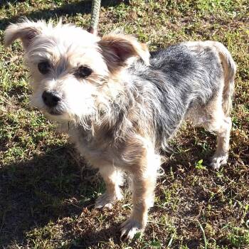 Sissy 2026 -  Yorkshire Terrier and Norfolk Terrier Dog for Adoption in Cincinnati, Ohio - Sissy 2026 | PetCurious