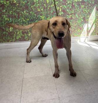 Rescue Labrador Retriever and Mixed Breed Dogs for Adoption in San Antonio, Texas - Cinnabon | PetCurious