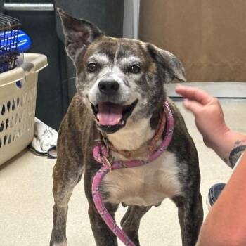 Charlotte -  Pit Bull Terrier and Beagle Dog for Adoption in Evansville, Indiana - Charlotte | PetCurious