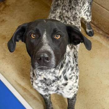 Tex 22904 -  German Shorthaired Pointer and Mixed Breed Dog for Adoption in Cumming, Georgia - Tex 22904 | PetCurious